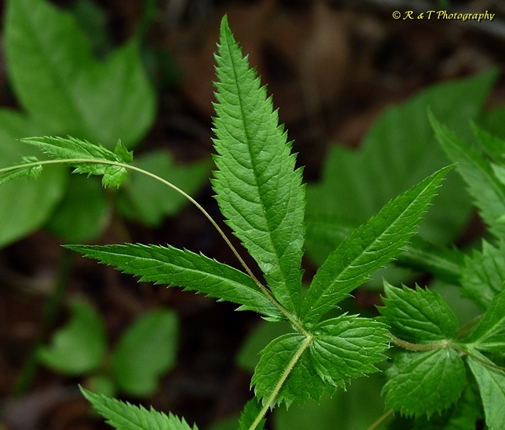 {Gillenia stipulata}